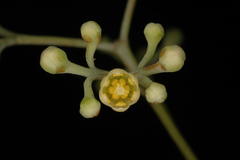 Phoebe lanceolata